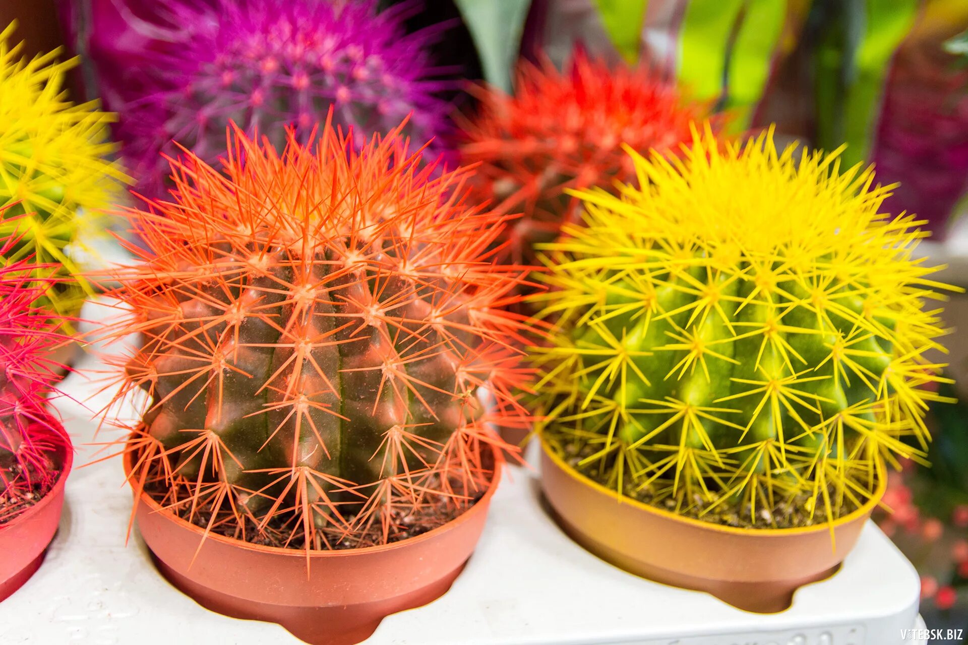 Кактус грузони радуга микс. Кактус грузони рейнбоу. Кактус микс d12 h13. Эхиноцереус рубриспинус. Кактус рейнбоу.