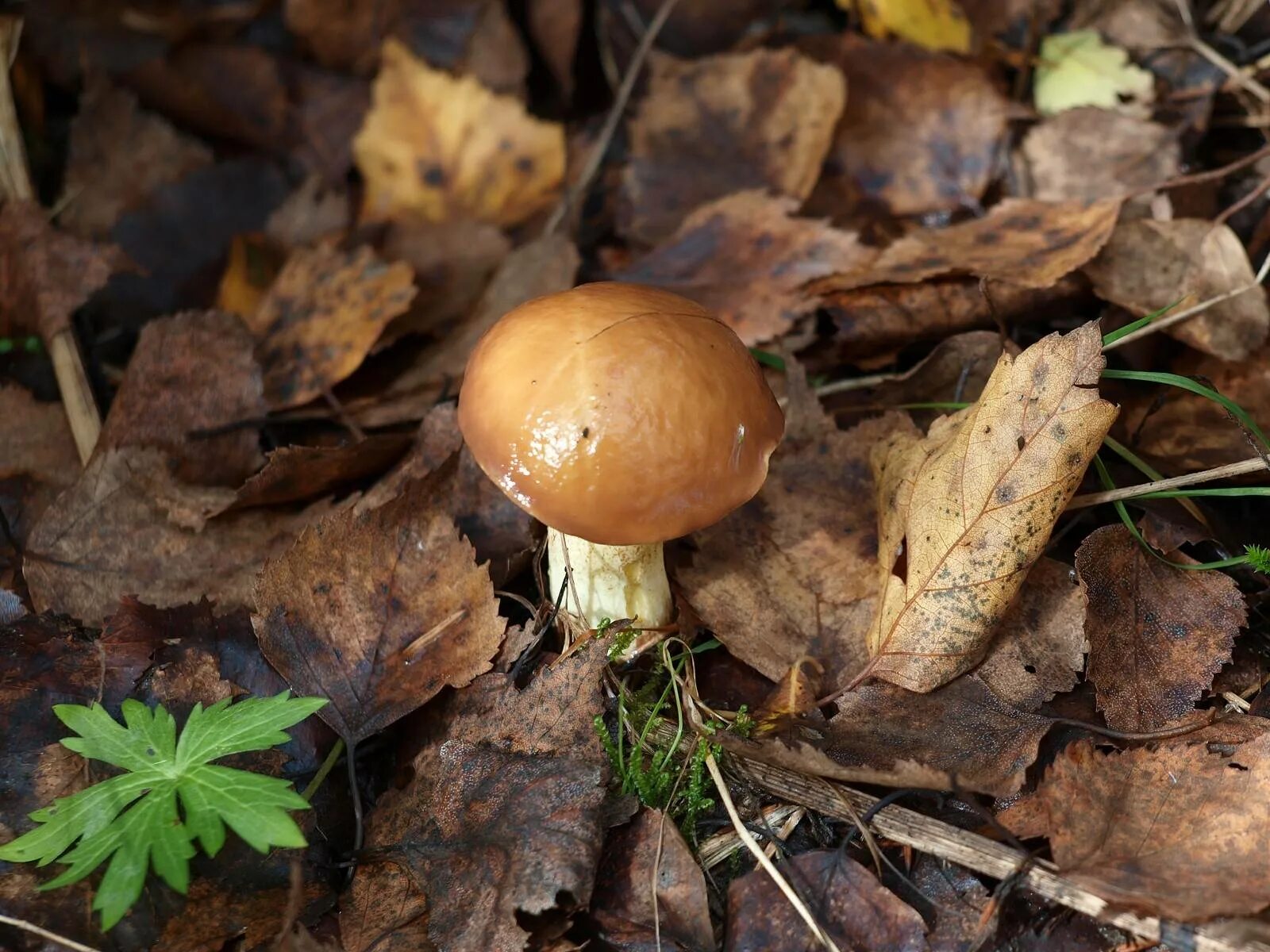 Гриб Suillus luteus. Грибы маслята. Масленок пластинчатый. Ложный масленок пластинчатый гриб. Масленок пластинчатый гриб