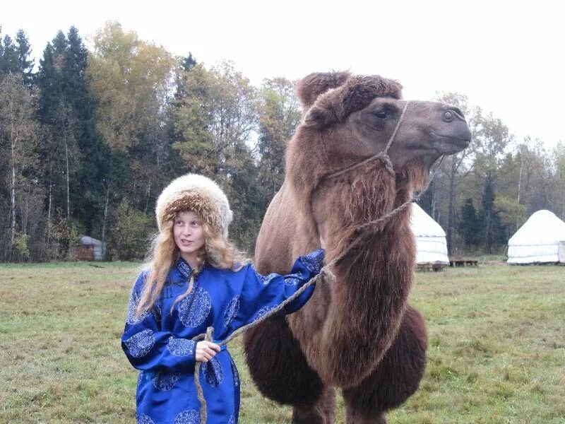 ферма хотьково. киржач лосиная ферма. этнопарк кочевник верблюды. этнопарк сергиев посад хотьково. зоопарк кочевник сергиев посад.