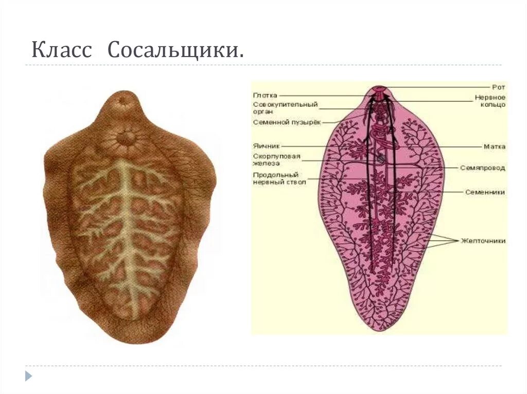 Сосальщик биология 7 класс