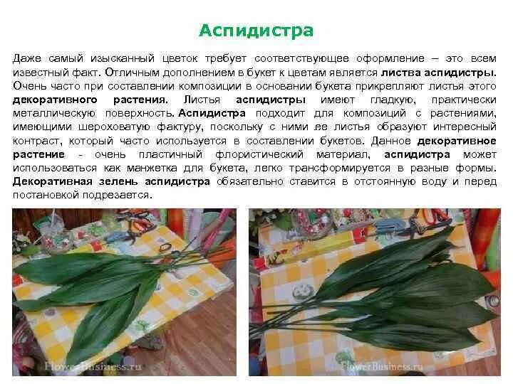 Рассмотрите изображение листа аспидистры и опишите