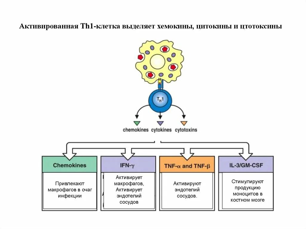 Th1 цитокины. Активация макрофагов th1 клетками. Какие клетки выделяют цитокины. Клеточные цитокины th1. Любая клетка выделяет