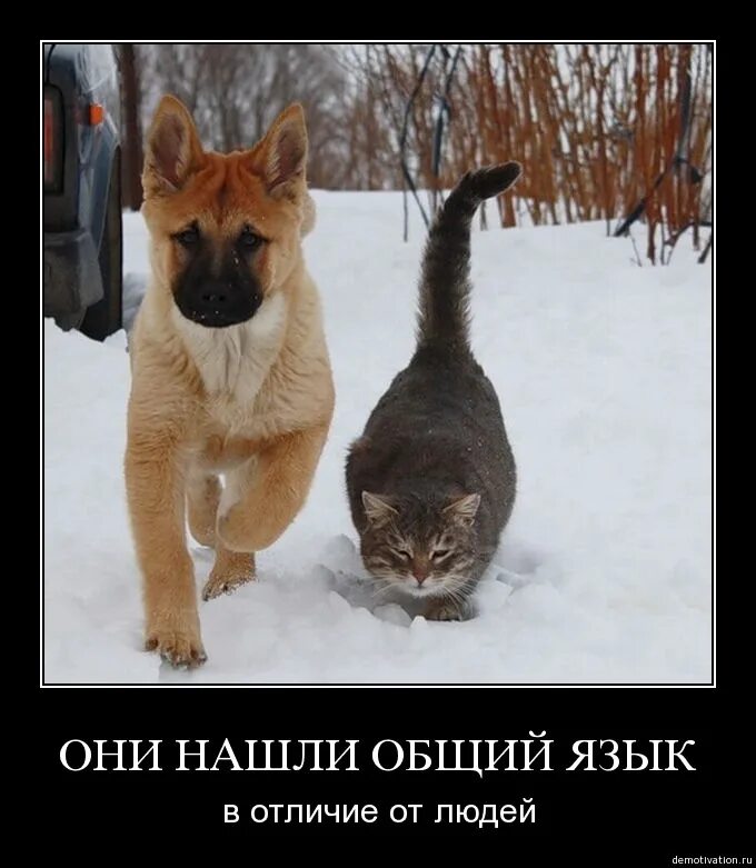 Могут найти общего языка