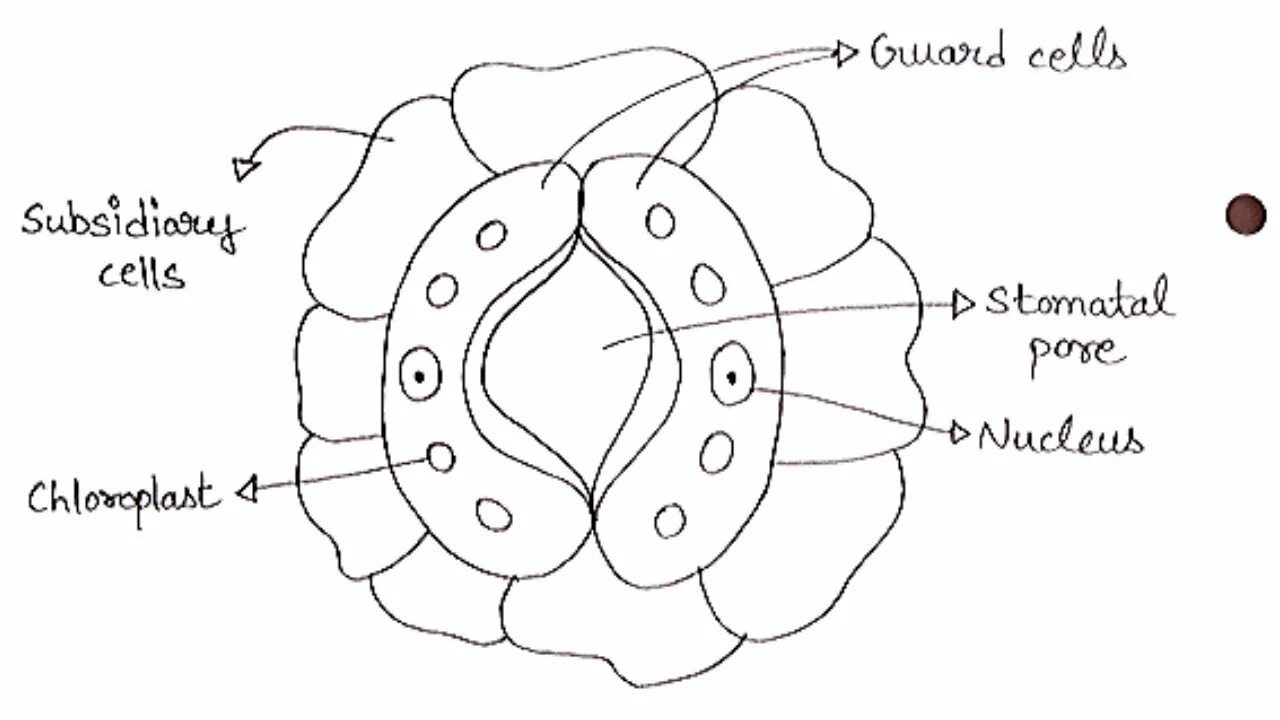 Labelled diagram. Labeled diagram of a stomata. Stomata PNG.