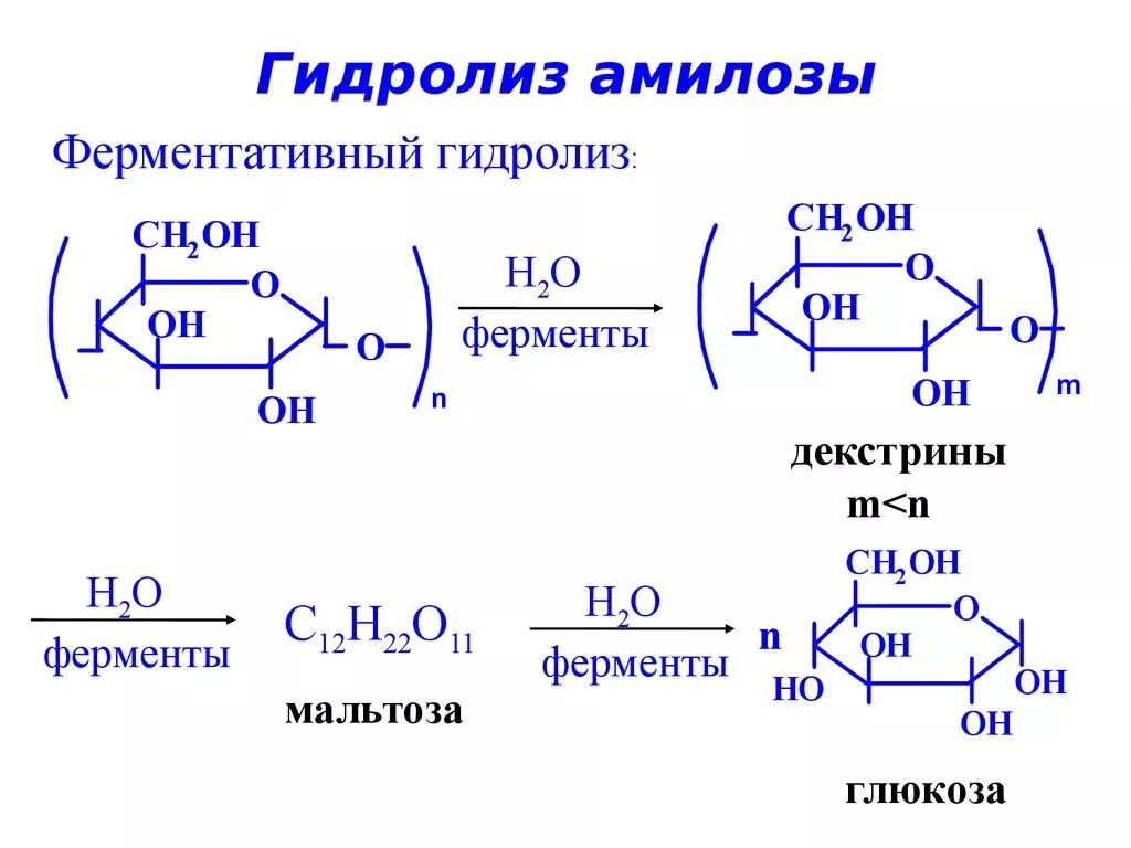 Расщепление полисахаридов до декстринов и мальтозы. Схема ферментативного гидролиза крахмала. Ферментативный гидролиз амилозы реакция. Схема гидролиза крахмала под действием амилазы слюны. Крахмал расщепляется ферментом