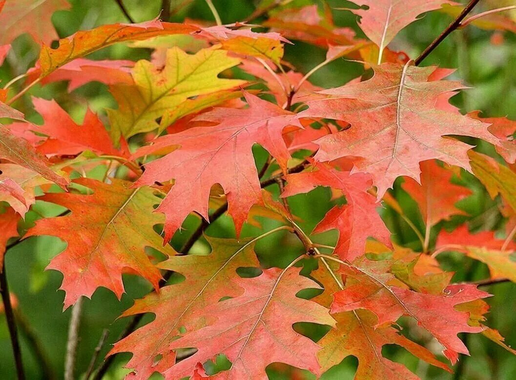 Дуб красный Quercus rubra. Дуб красный (канадский, остролистный). Дуб красный, Северный Quercus rubra. Канадский остролистный дуб. Красно черешчатый дуб