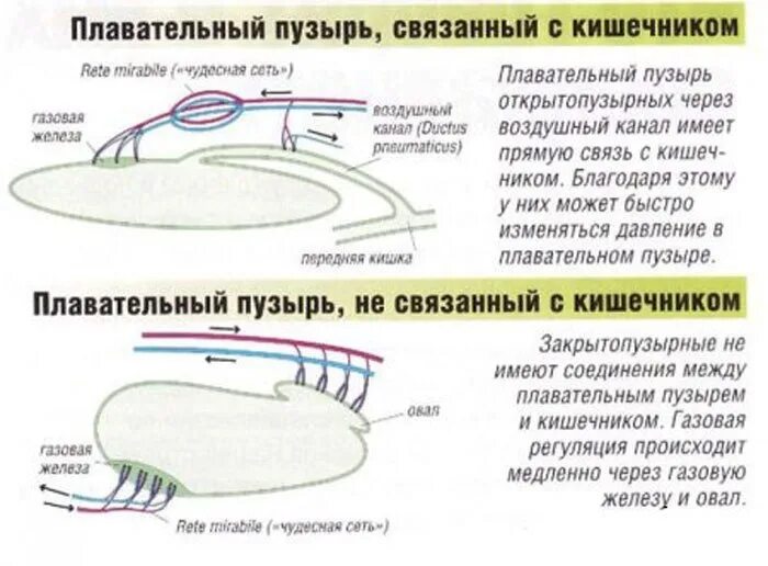 Функции плавательного пузыря у костных рыб. Плавательный пузырь у рыб функции и строение. Плавательный пузырь функции механизм. Газовая железа плавательного пузыря. Через сколько вода попадает в пузырь