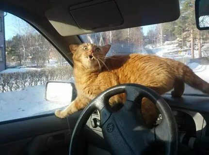 Включи коты едет