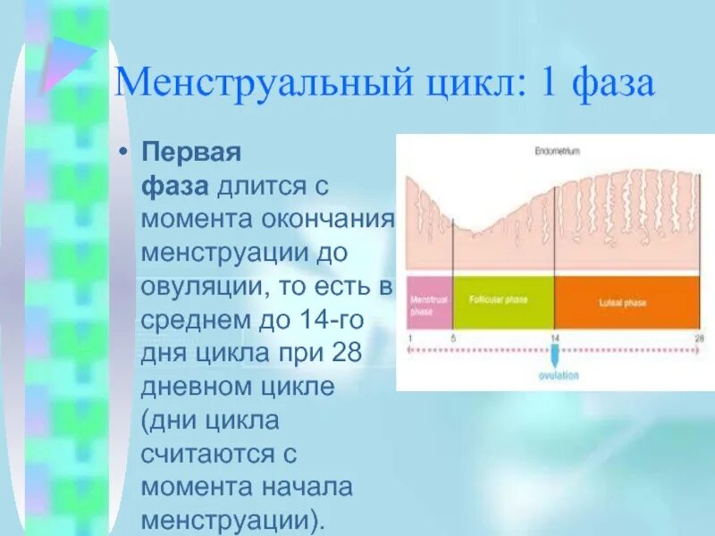 Первая фаза менструационного цикла 28 дней. Характеристика 1 фазе менструального цикла. 3 День цикла это какая фаза менструационного цикла. Что такое первая фаза цикла и вторая фаза.