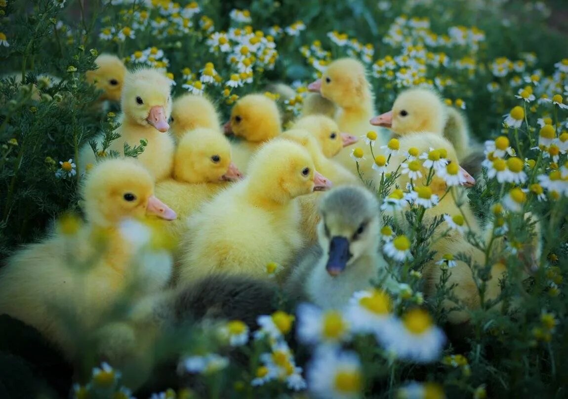 Маленькие утята. Гусь гусенок гусята. Канадские гусята. Канадские гусята. Утка кряква птенцы.