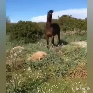 Лошади нападают во сне