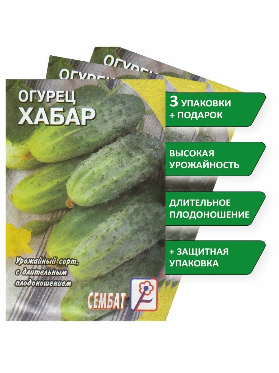 Сорт огурцов хабар фото. Огурец хабар. семена огурцов хабар. огурец хабар f1. огурцы хабар описание сорта.