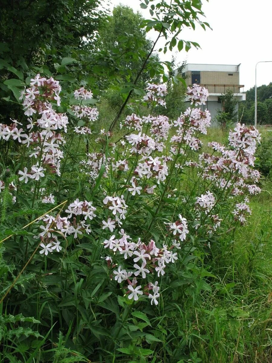 Растение мыльнянка (Лунная пыль). Сапонария мыльнянка ботаника. Мыльнянка побеги. Сапонария мыльный корень.