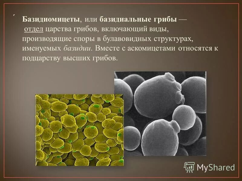 Почему некоторые одноклеточные грибы называют патогенными. Микроскопические грибы дрожжи. Базидиомицеты микробиология. Базидиомицеты дрожжи. Одноклеточные дрожжи.