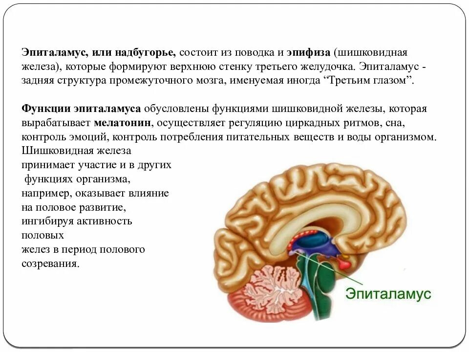 Функция промежуточного мозга дыхание температура тела. Промежуточный мозг презентация. Промежуточный мозг строение. Mozg prezentația ppt. Как еще называют промежуточный мозг.