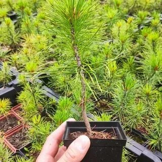Сайт саженцы омского