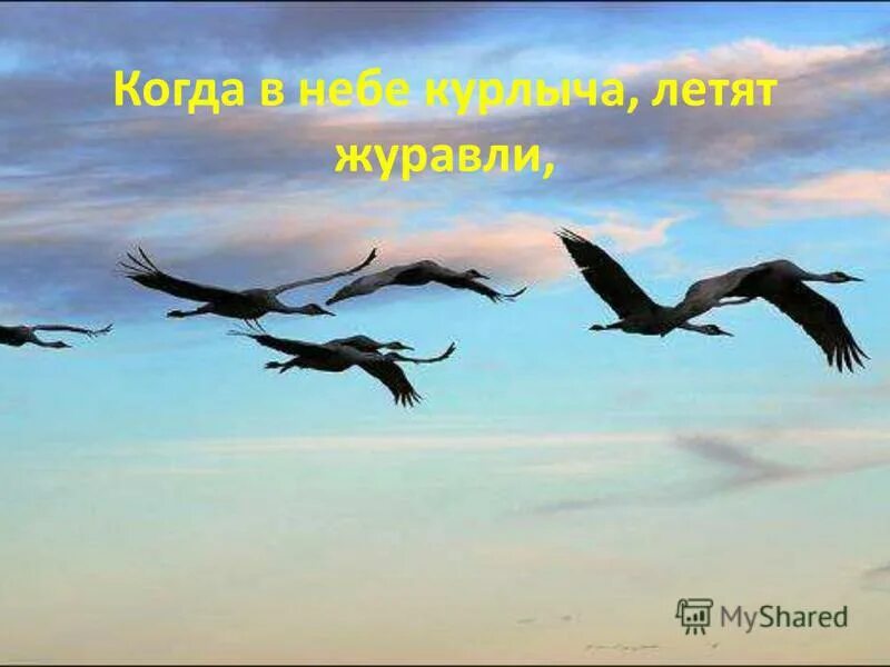 перелётные птицы журавлиный клин. клин журавлей в небе. журавль в небе. караван журавлей журавлиный караван. стая журавлей в небе.