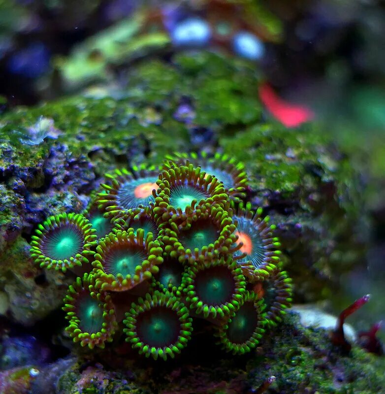 Микро картинка. Подводные растения. Красивые подводные цветы. Интересные подводные растения. Подводные цветущие растения.