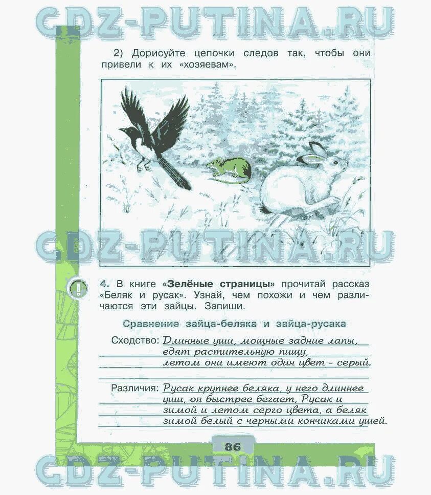 Окружающий мир гости зимы. Книга зеленые страницы рассказ Беляк и Русак. Книга зеленая страница Беляк и Русак рассказ окружающий мир. Зелёные страницы 2 класс окружающий мир Беляк и Русак. Сходство зайца беляка и зайца русака окружающий мир.