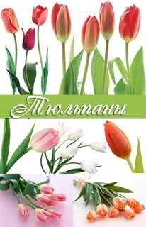 Надпись тюльпаны