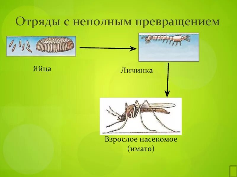 Неполное превращение личинка. Яйцо личинка имаго взрослое насекомое. яйцо личинка личинка имаго. отряды с неполным превращением. отряды насекомых с неполным превращением.