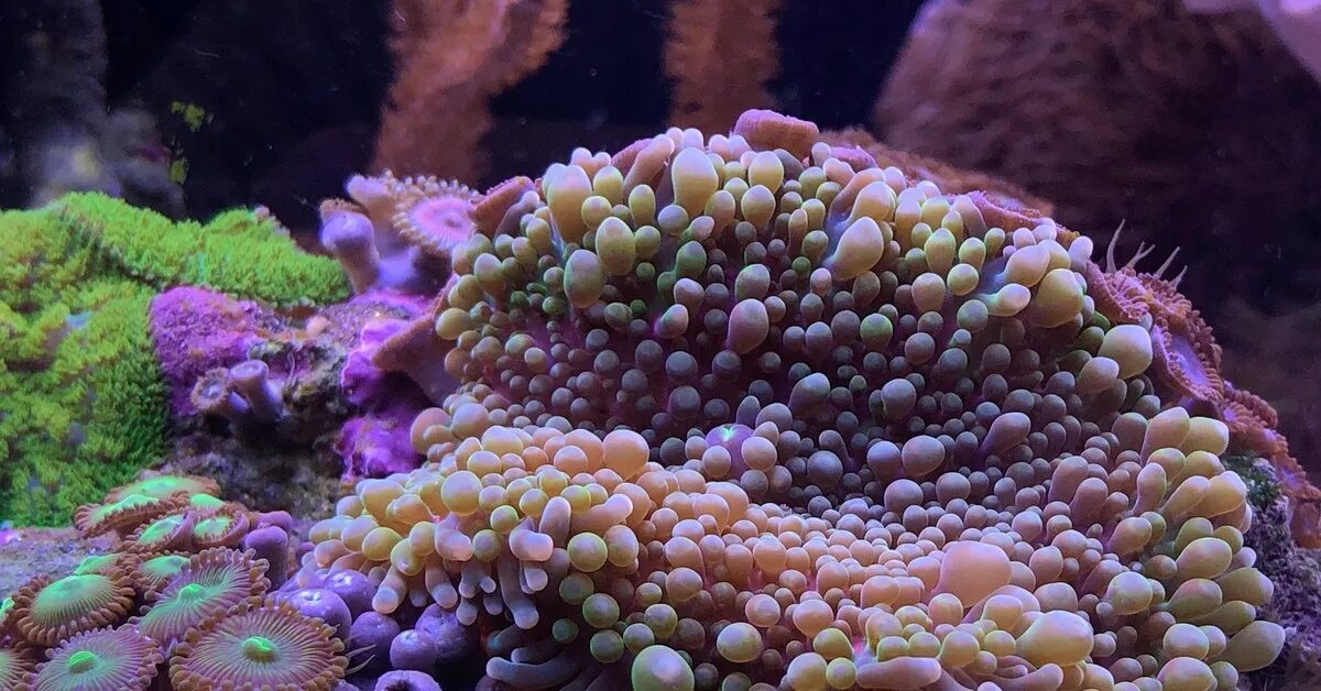 Мягкие кораллы. Мягкие кораллы. Мягкий риф морской аквариум. Лобофитум коралл. Мягкие кораллы.