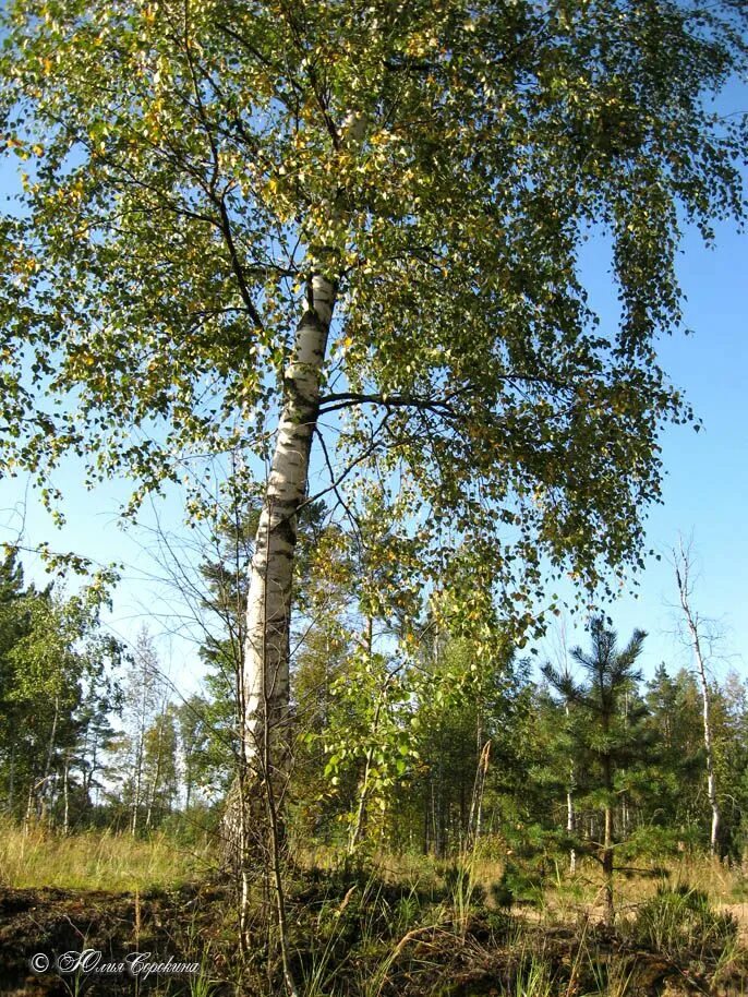 березовая роща саратов. березы в канаде. северная береза. дерево осина осиновая роща. северная береза.