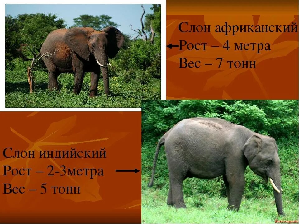 Сколько весит слон. Рост африканского слона. Африканский слон вес и рост. Индийский и Африканский слонслон вес.