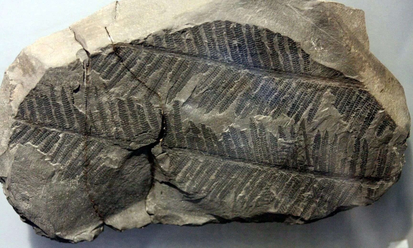 Отпечатки ископаемого папоротника. Fern Fossil. Древние папоротники окаменелости. Семенные папоротники окаменелости. Каламиты палеозой.