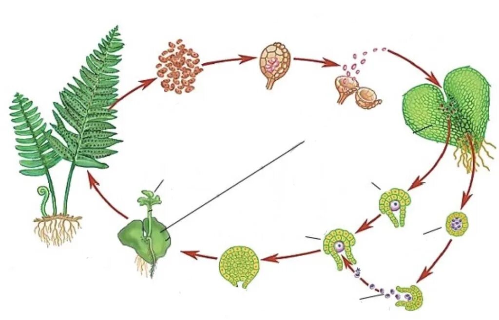 Споры у мхов созревают в особых органах. Схема развития папоротника. Жизненный цикл папоротника щитовника. Папоротник заросток и спорангии. Жизненный цикл папоротника орляка.