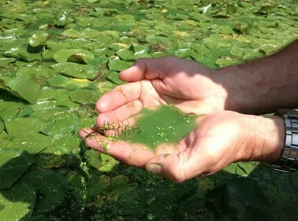 Сине зеленые водоросли в водоемах