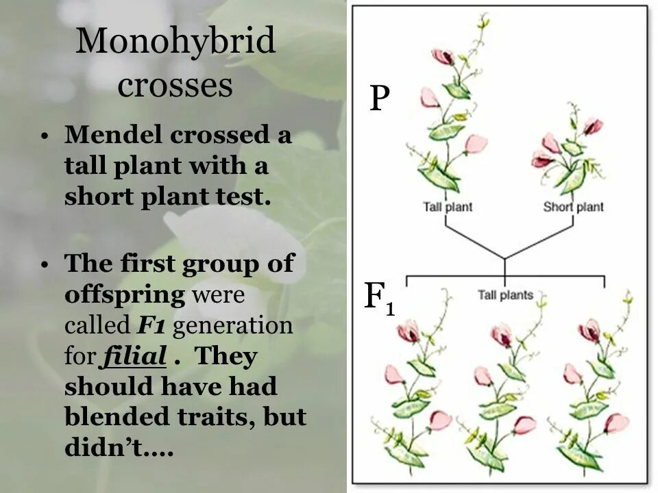 Monohybrid Cross. Monohybrid Flouse. Мендель герб описание. Ботинки Mendel.