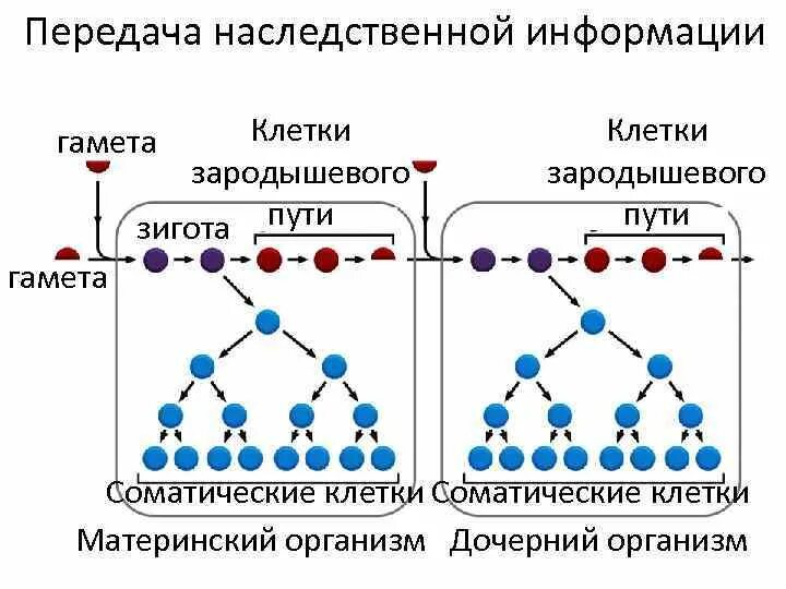 Генотип дочерних организмов. Как передается генетическая информация. Хранение и передача наследственной генетической информации.