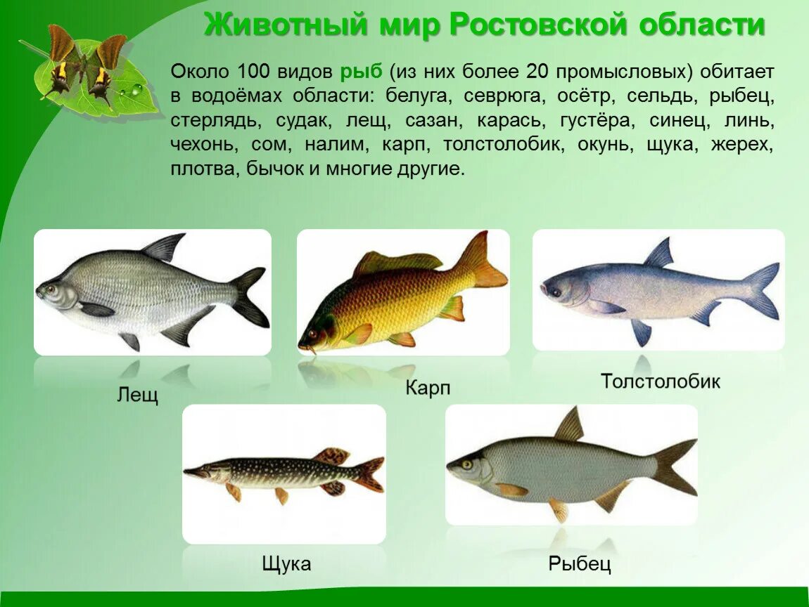 Рыбы Ростовской области. Рыбы обитающие в реке. Рыбы реки Дон. Рыбы которые водятся в дану.