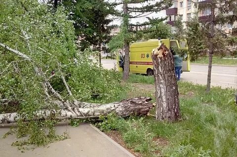 На мальчика упал дерево