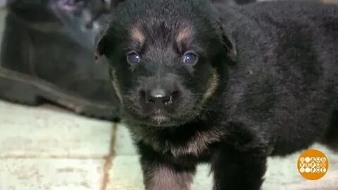 Щеночек разбор