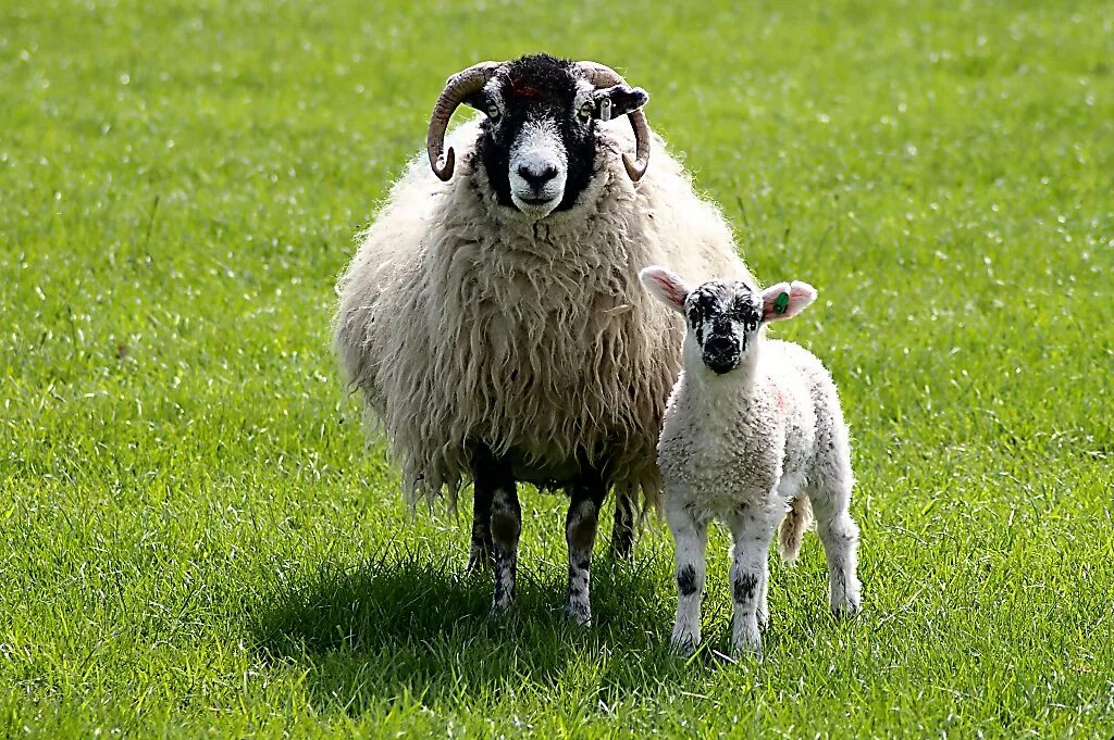 Ягнята коза. Scottish Blackface Sheep. Камерунская порода овец. Ягненок. Овечка с ягненком.