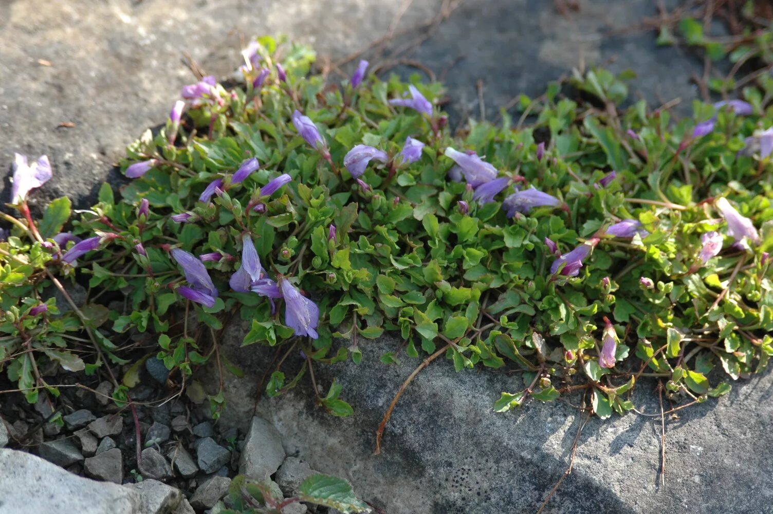 Мазус ползучий. Мазус почвопокровный. Мазус ползучий (mazus reptans). Мазус Purple почвопокровное. Мазус купить семена