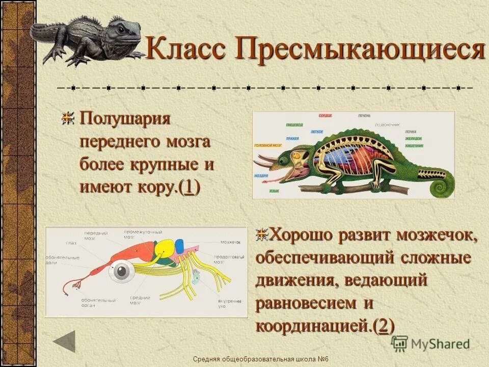 за координацию движений у рыб отвечает. способы передвижения рыб. за координацию движений у рыб отвечает. нервная система функции отделов головного мозга рыб. за координацию движений у рыб отвечает.