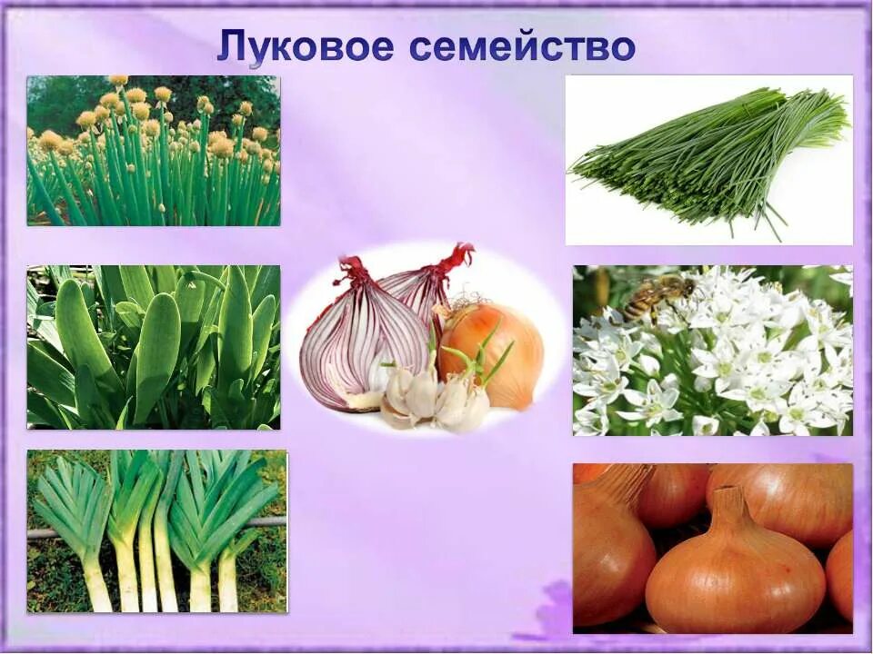 Лук порей резанец. Семья луковых. Лук порей строение. Семейство однодольные таблица луковые. Семейство класс однодольные семейство луковые.