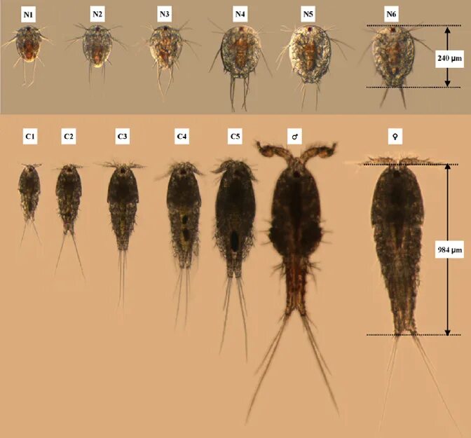 Артемия размер. Тигриопус калифорникус. acanthognathus brevicornis. артемии размер. размер взрослой артемии.