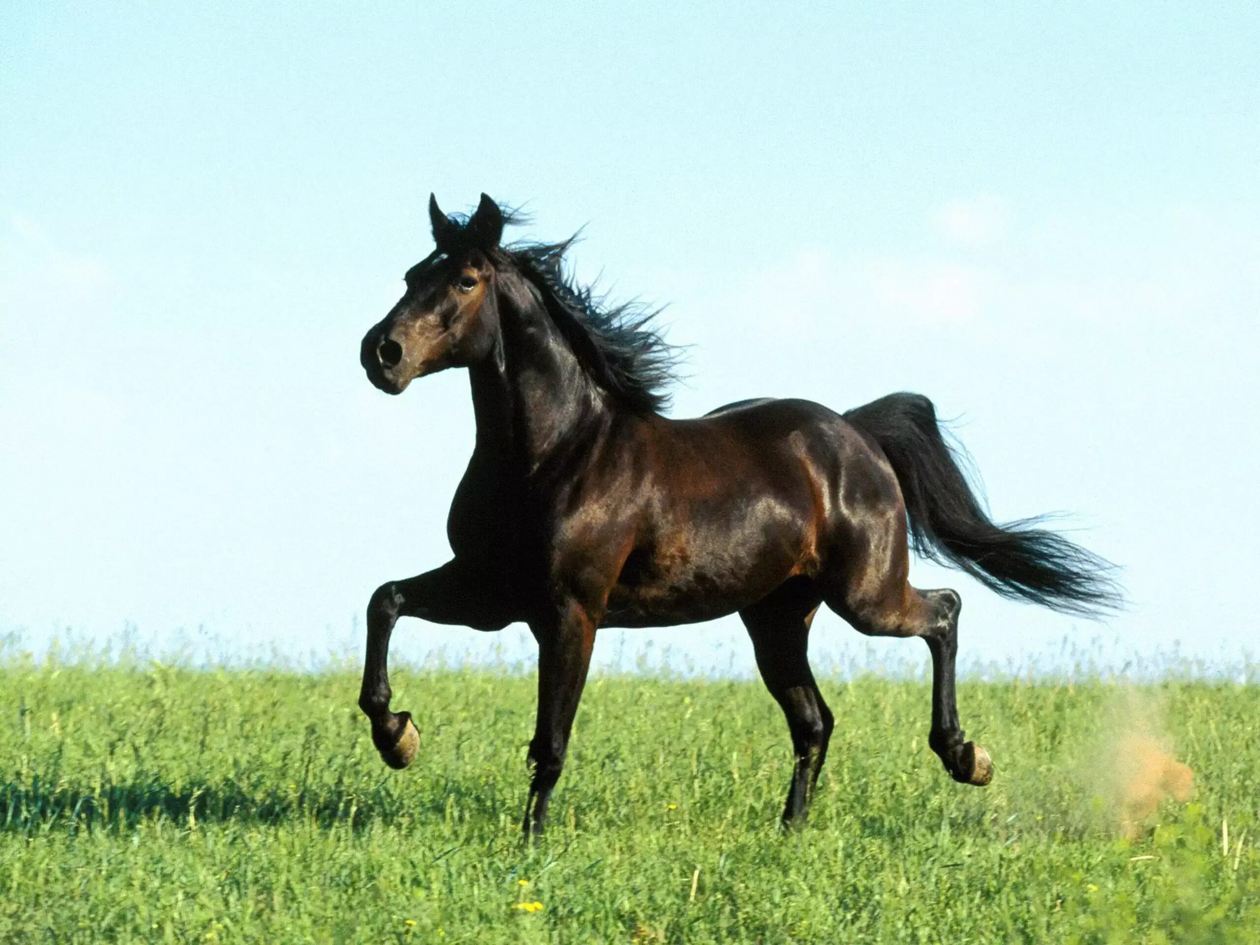 Гнедой Мустанг. Лошадь гнедой Мустанг. Арабские скакуны Мустанги. Гнедой Мустанг черный. Про черного коня
