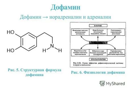 Серотонина дофамина и норадреналина