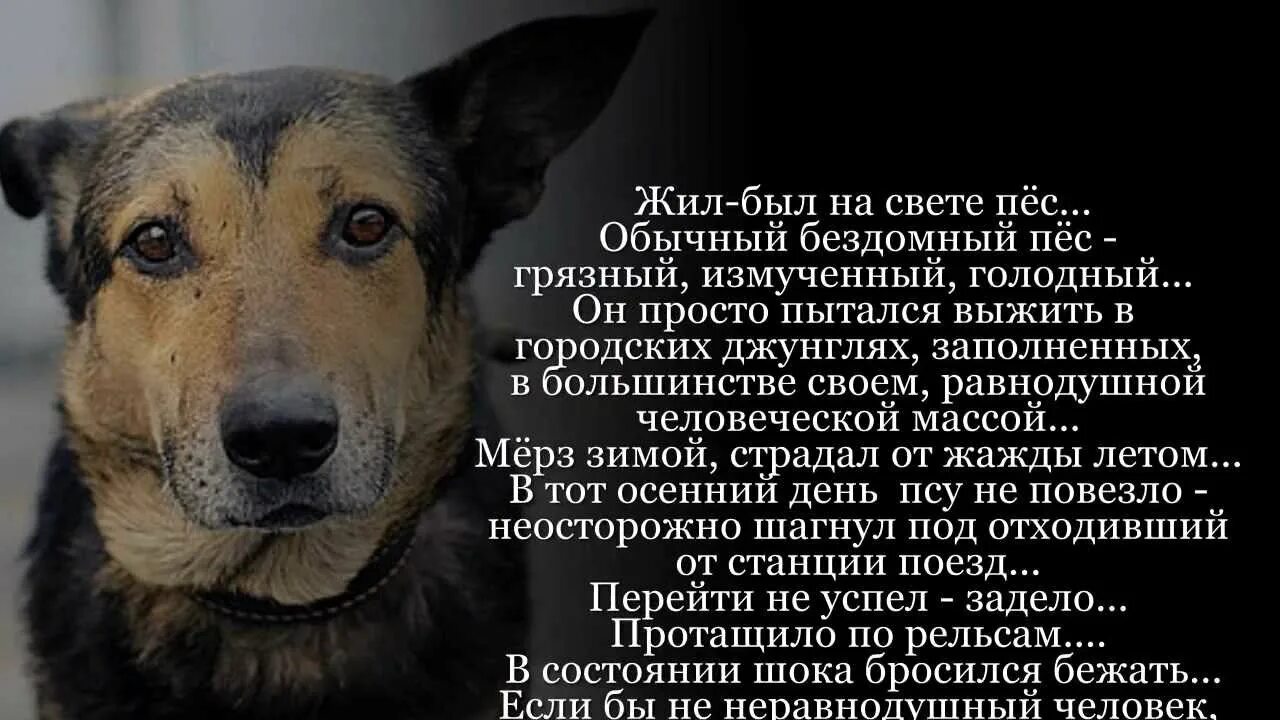 Собаки которые спасают людей. Детям про бездомных животных. Бездомные животные проект. Стихи посвященные собаке. Бездомная собака рассказ.