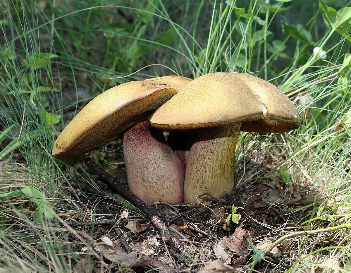 Дубовик оливково-бурый, или синяк (Boletus luridus)