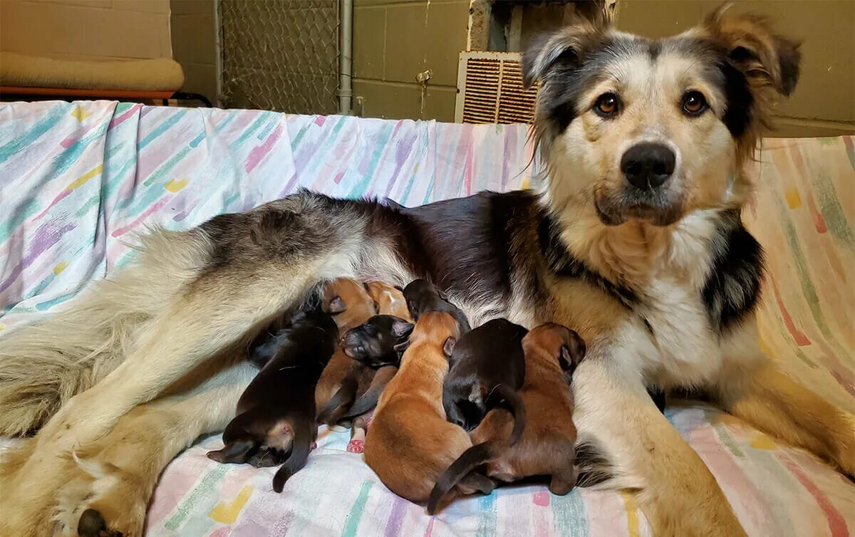 бигль свора. щенки в старом осколе бесплатно. 9 щенков в ряд. всех щенков распределили. 9 щенков.