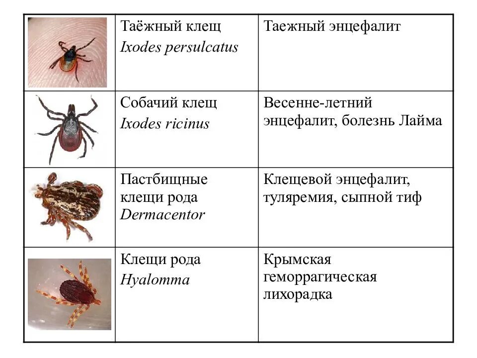 Клещи какого пола питаются кровью человека переносчиком. Весенне-летний клещевой энцефалит возбудитель. Иксодовый клещ энцефалит. Клещ Ixodes Ricinus. Таежный клещевой энцефалит.