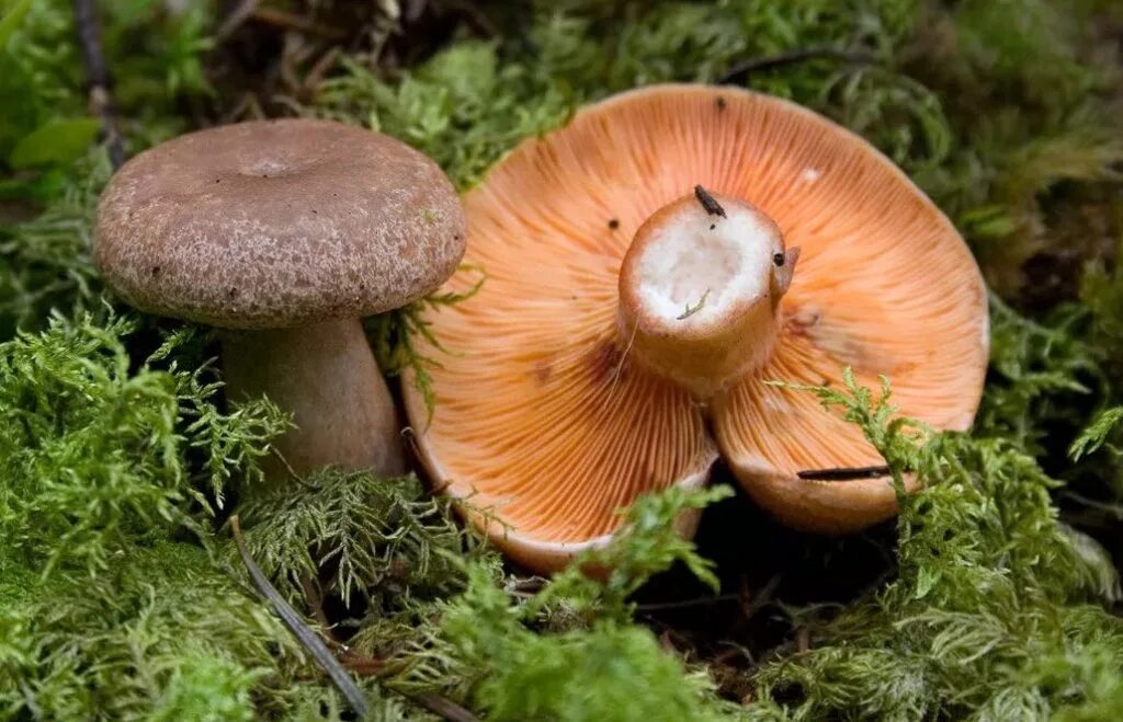 Цвет рыжиков. Рыжик Сосновый/Боровой (Lactarius deliciosus);. Гриб Рыжик еловый. Рыжик деликатесный. Рыжик еловый и Рыжик Сосновый.