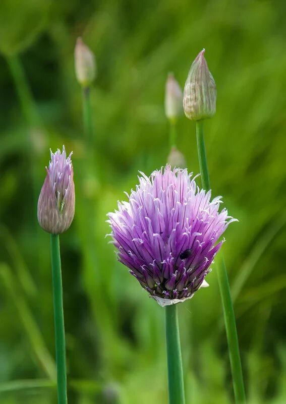 луг лук комок