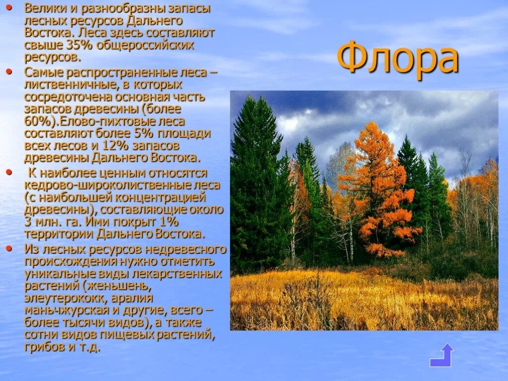 Леса дальнего востока географическое положение. Растительный мир лесов дальнего востока. растения и животные смешанных лесов дальнего востока.